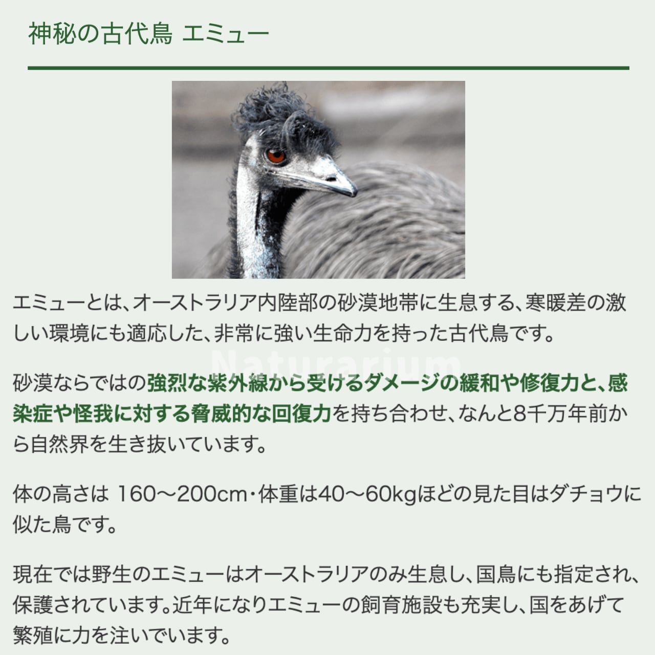 エミューオイル エミュープラス