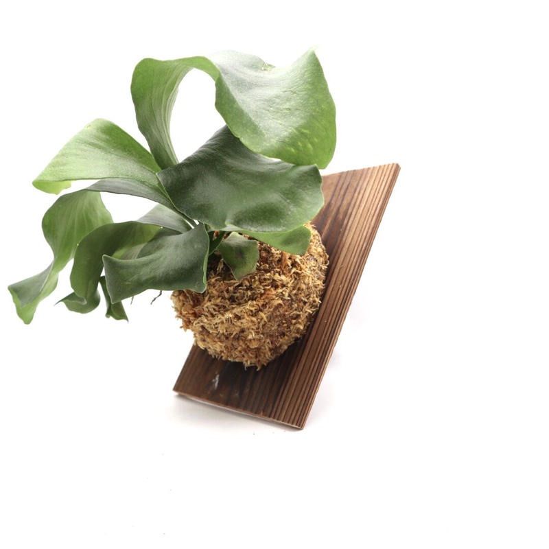 144ビカクシダ ヒリードラゴンP. hilliicv.Dragonコウモリラン - メルカリ