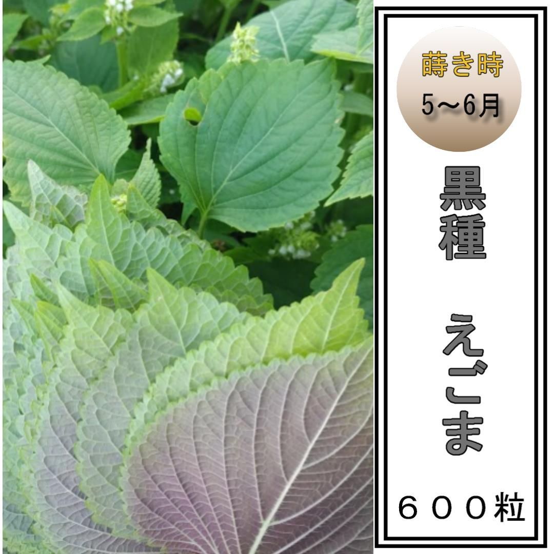 egoma 荏胡麻 エゴマの種 えごま 3g - メルカリ