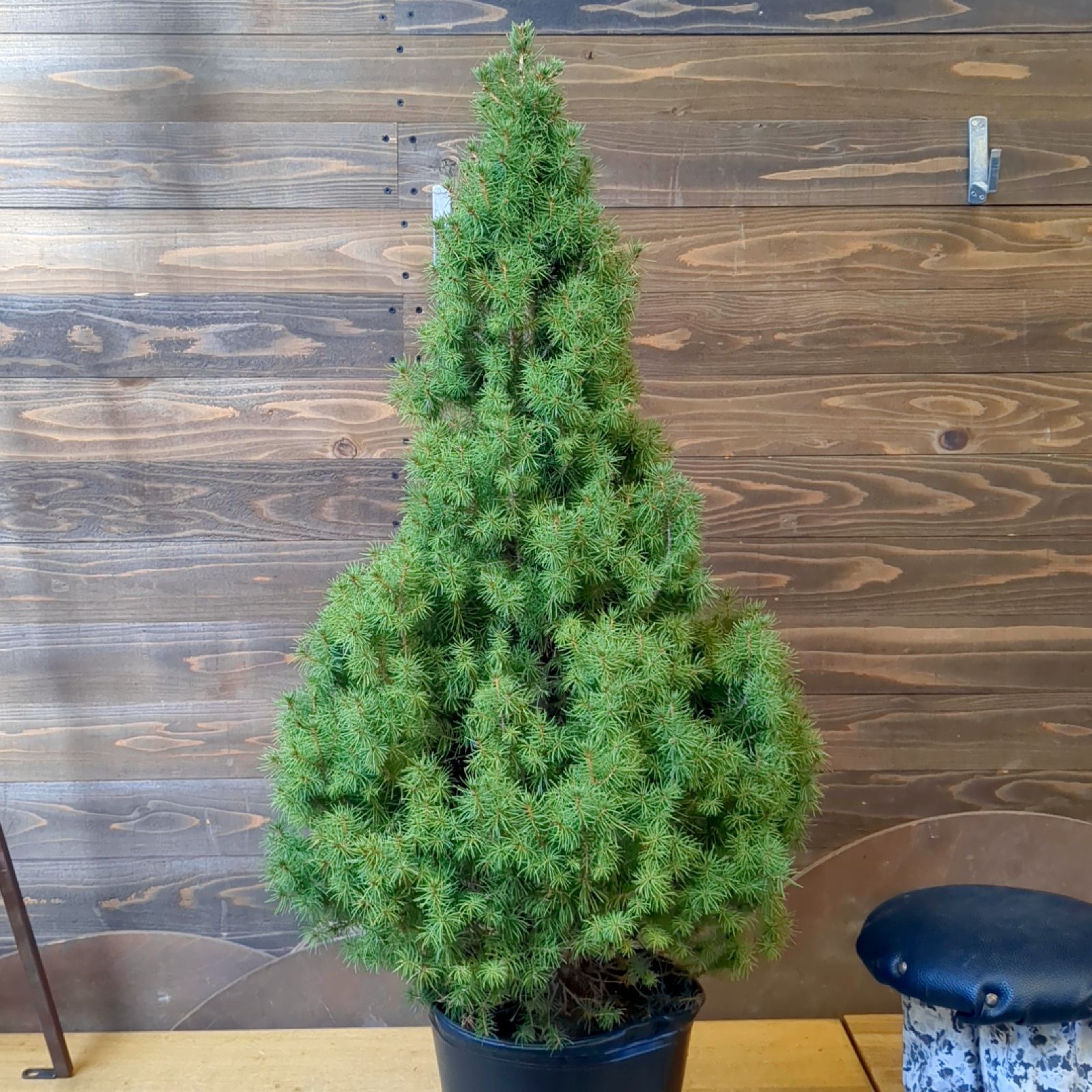 コニファー コニカ【 現品 】クリスマスツリーにも！鉢のまま発送