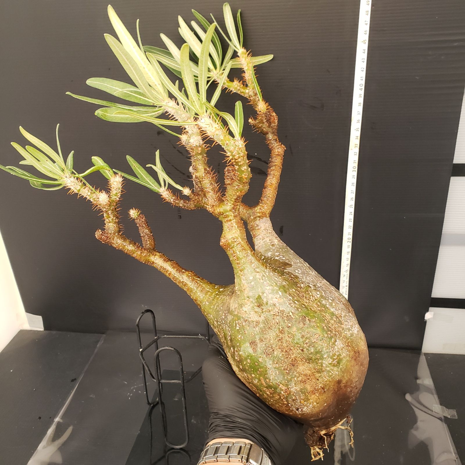 早い者勝ち！ パキポディウム グラキリス 現地株 カタチ製作所 発根