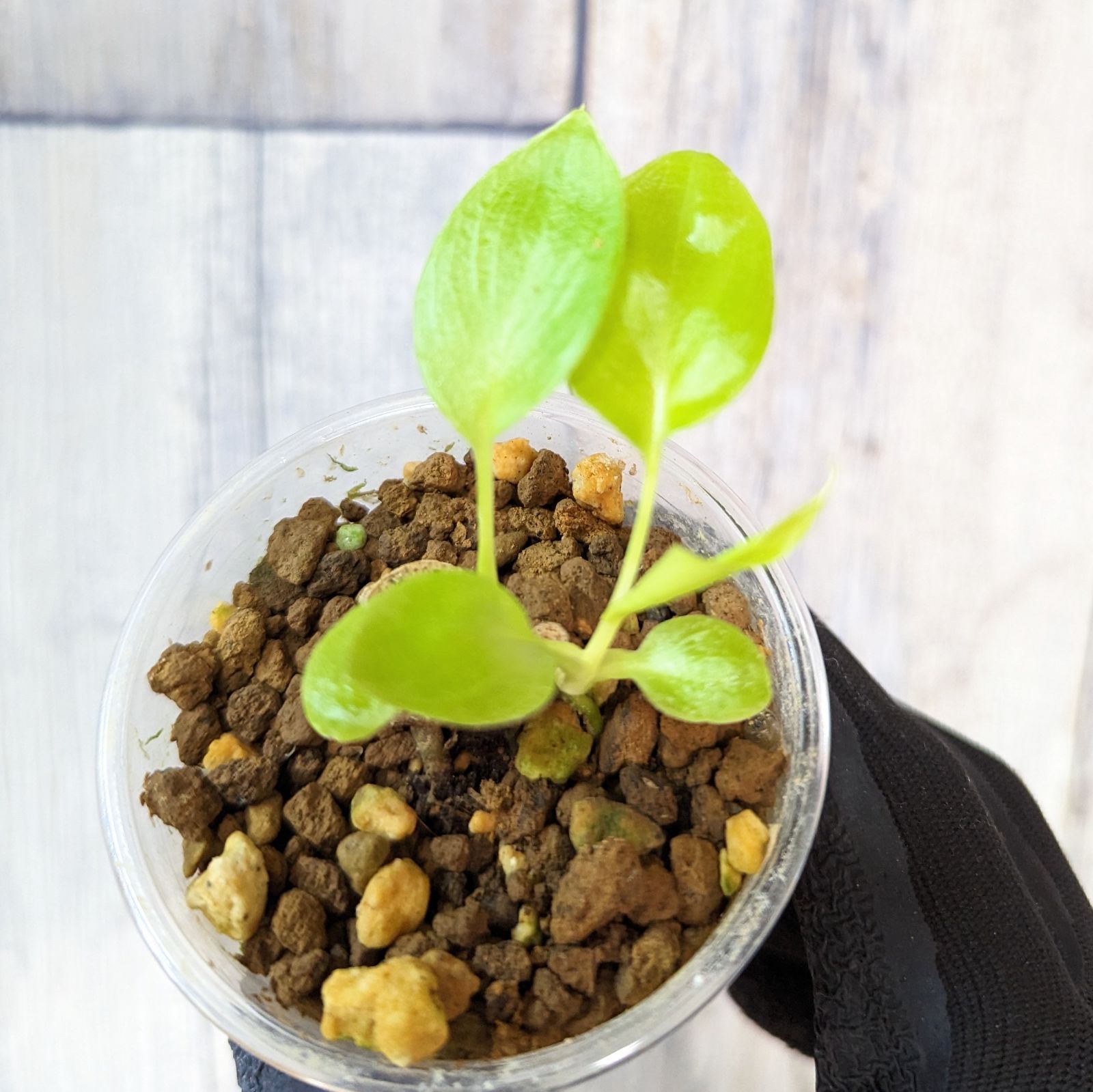 レア】philodendron フィロデンドロン ワースウィッシーフラバム レア】philodendron フィロデンドロン ワースウィッシーフラバム