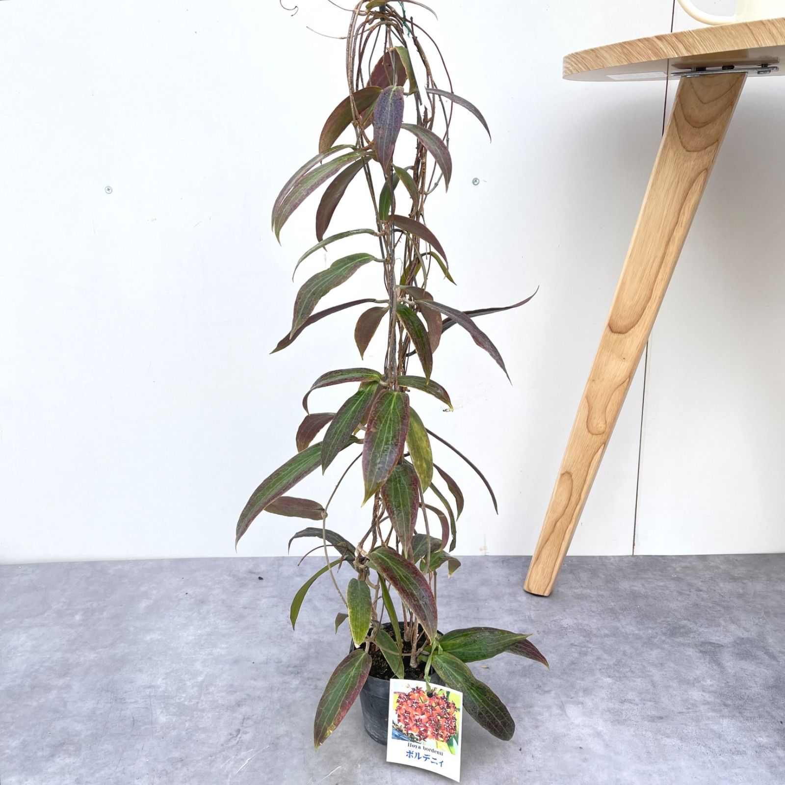 現品】ユッカ・マルデヌベス var.リギダ 12号 黒鉢（1） ユッカ リギダ