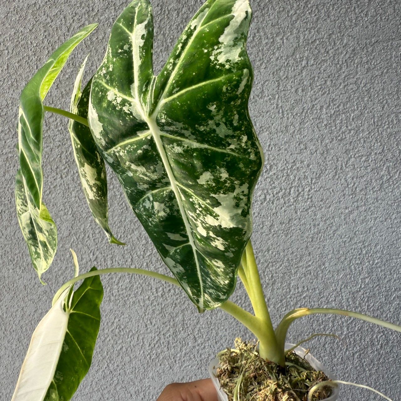 アロカシア・グリーンベルベット斑入り｜Alocasia greenvelvet