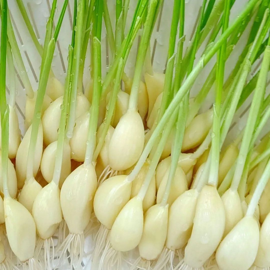 2 発芽にんにくスプラウト 小粒60本プラス！ - 野菜