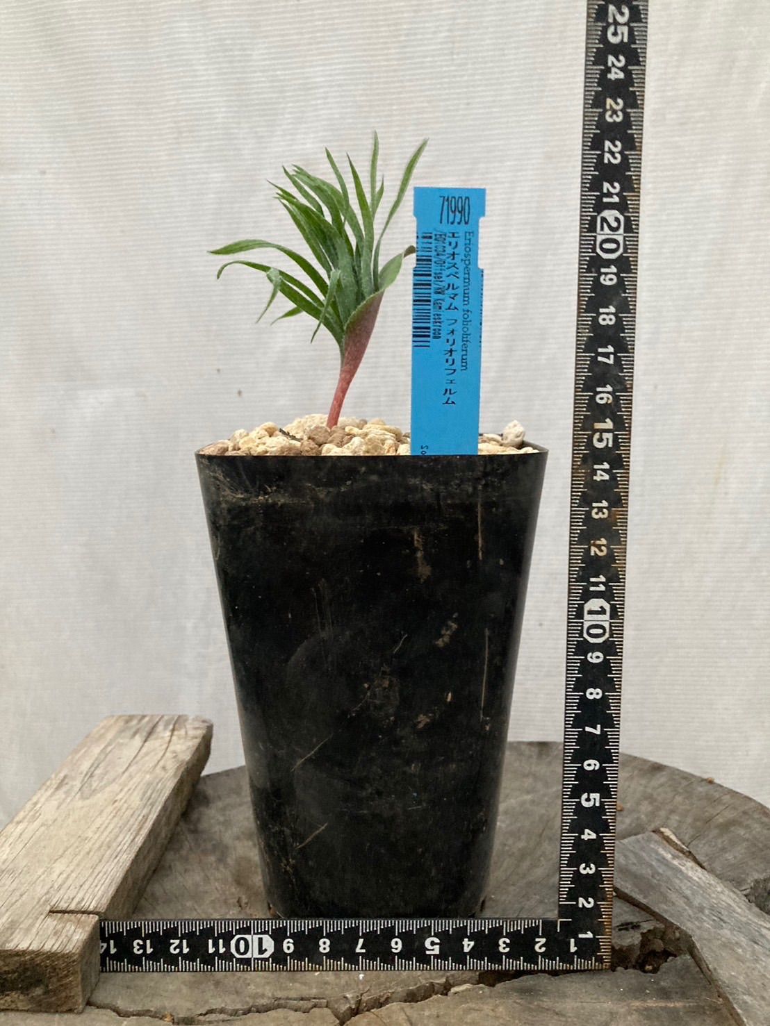 1株のみ エリオスペルマム フォリオリフェルム SP 不明種 ケープバルブ 1株のみ エリオスペルマム フォリオリフェルム SP 不明種 ケープバルブ