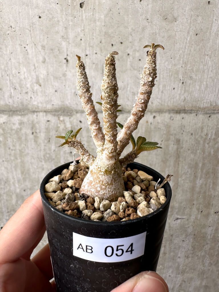 現品限り】ドルステニア・ギガス 実生【AB54】 Dorstenia gigas【植物