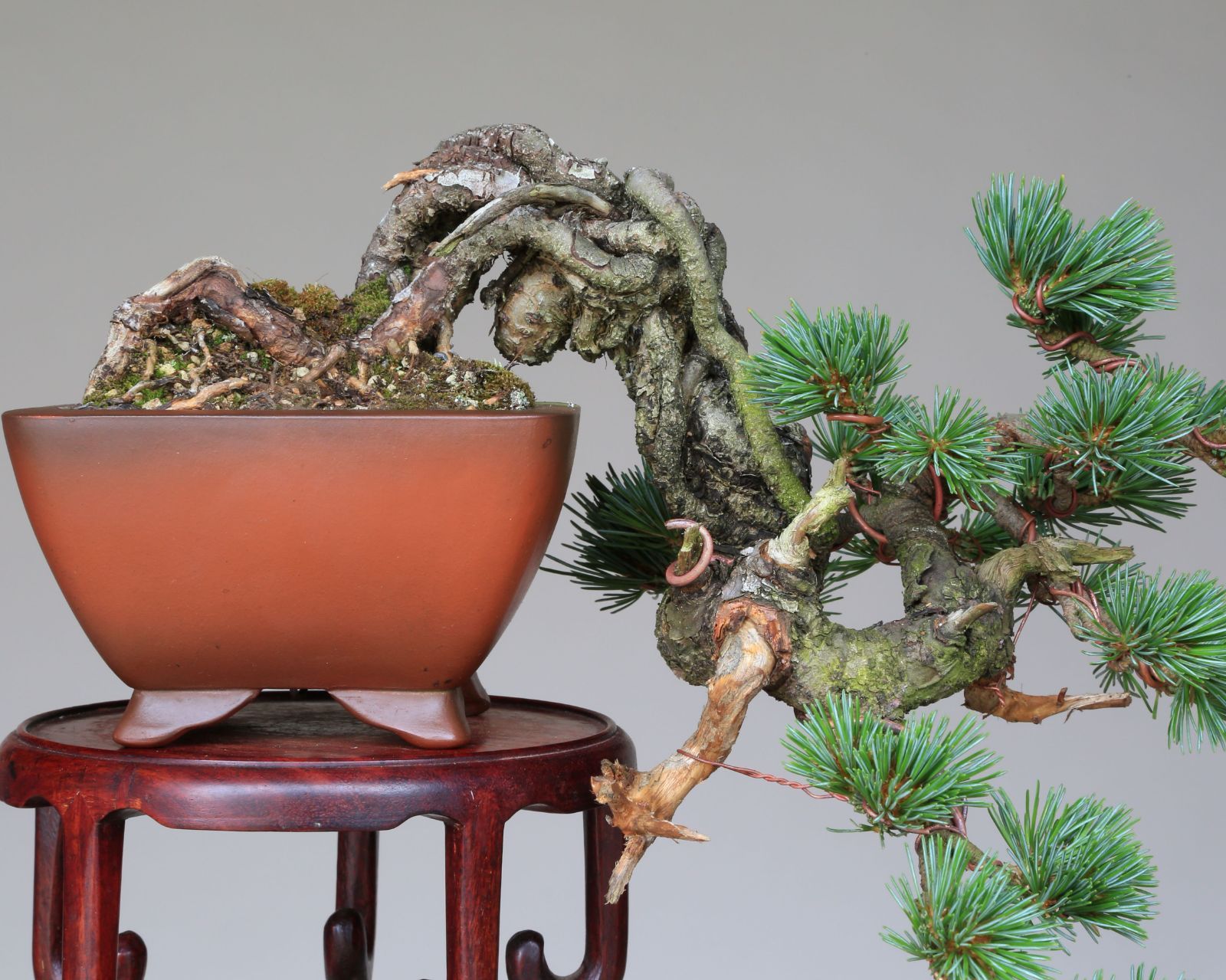 チャリティー出品　半懸崖・根上り小品盆栽　五葉松　樹齢１９年　作品名【華弦の滝】 チャリティー出品 半懸崖・根上り小品盆栽 五葉松 樹齢19年