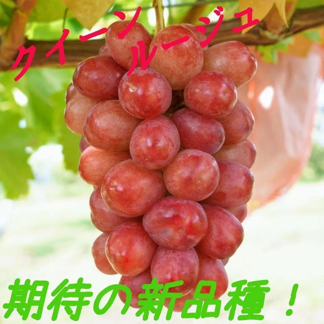 長野産 クイーンルージュ 約2kg 3 5房入 化粧 贈答品に最適!