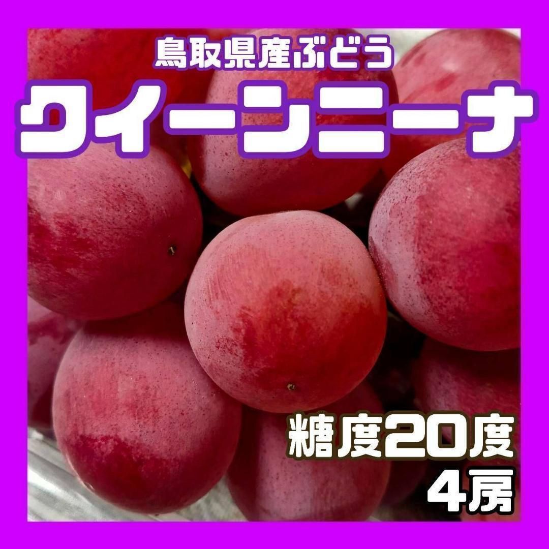 【クール便】クインニーナ 糖度20度 4房 ぶどう 葡萄 ブドウ 送料無料