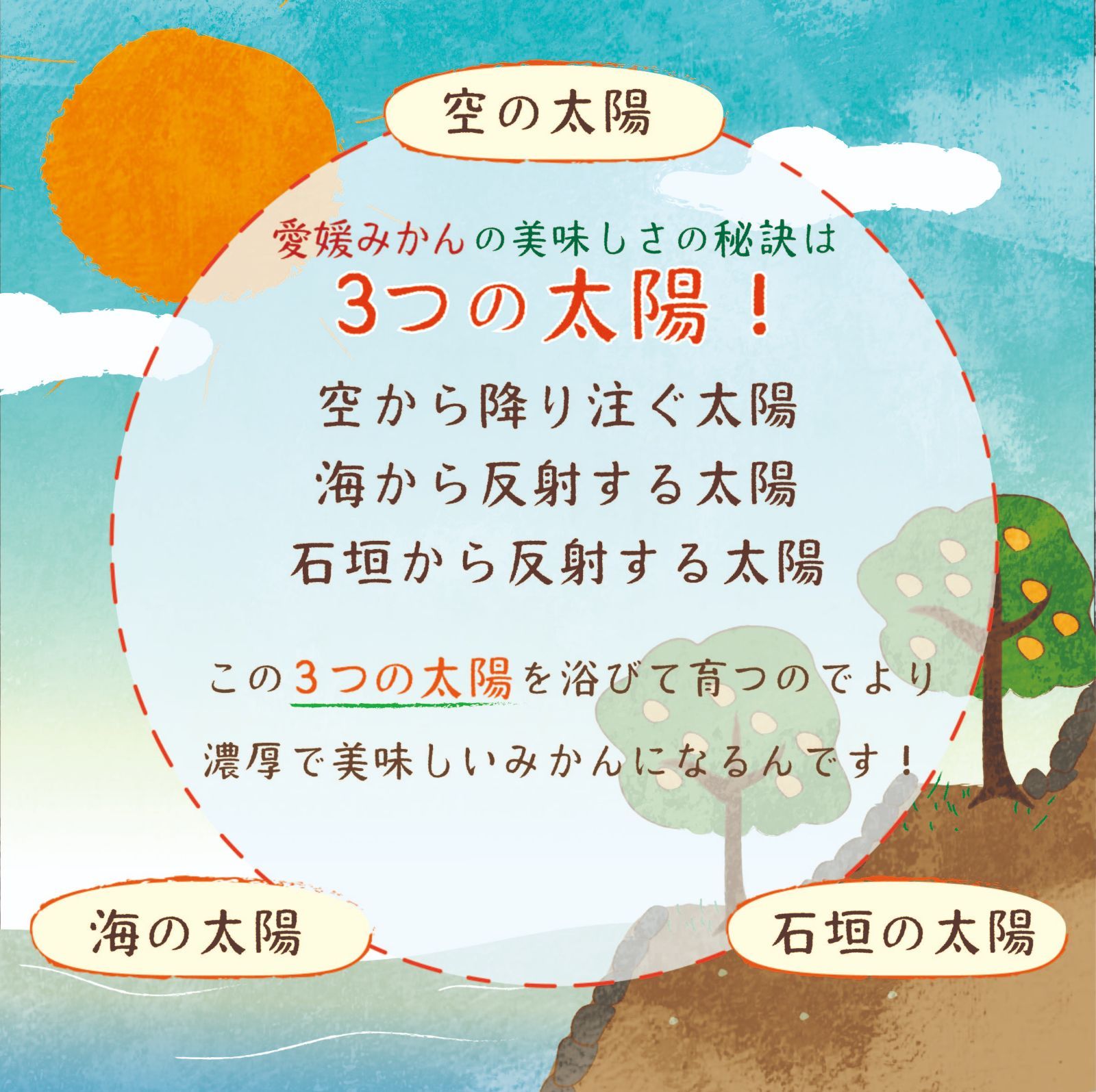【超お買い得】愛媛県産　訳あり旬の柑橘詰め合わせ５ｋｇ補償有-5