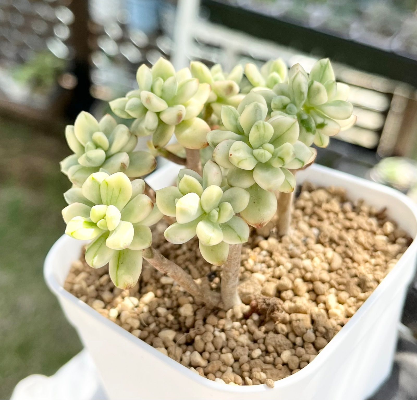 スウィートキャンディ錦（大苗） 多肉植物 - 植物/観葉植物