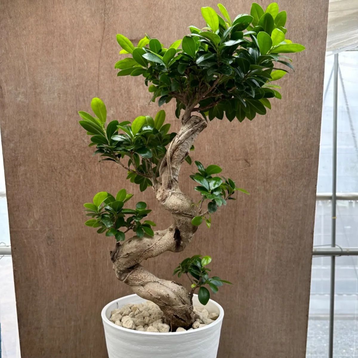 コハク様 フィカス 風水植物 昇龍 曲がりガジュマル ガジュマル 昇り龍 Ficus microcarpa フィカス ミクロカルパ