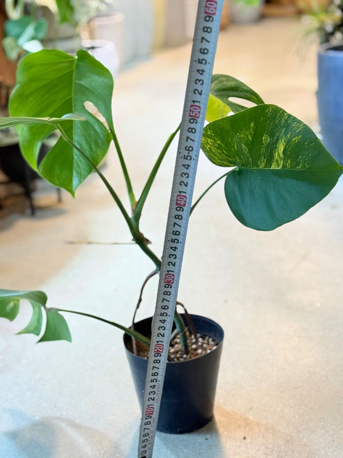 観葉植物 ☆超レア☆ モンステラ オーレア