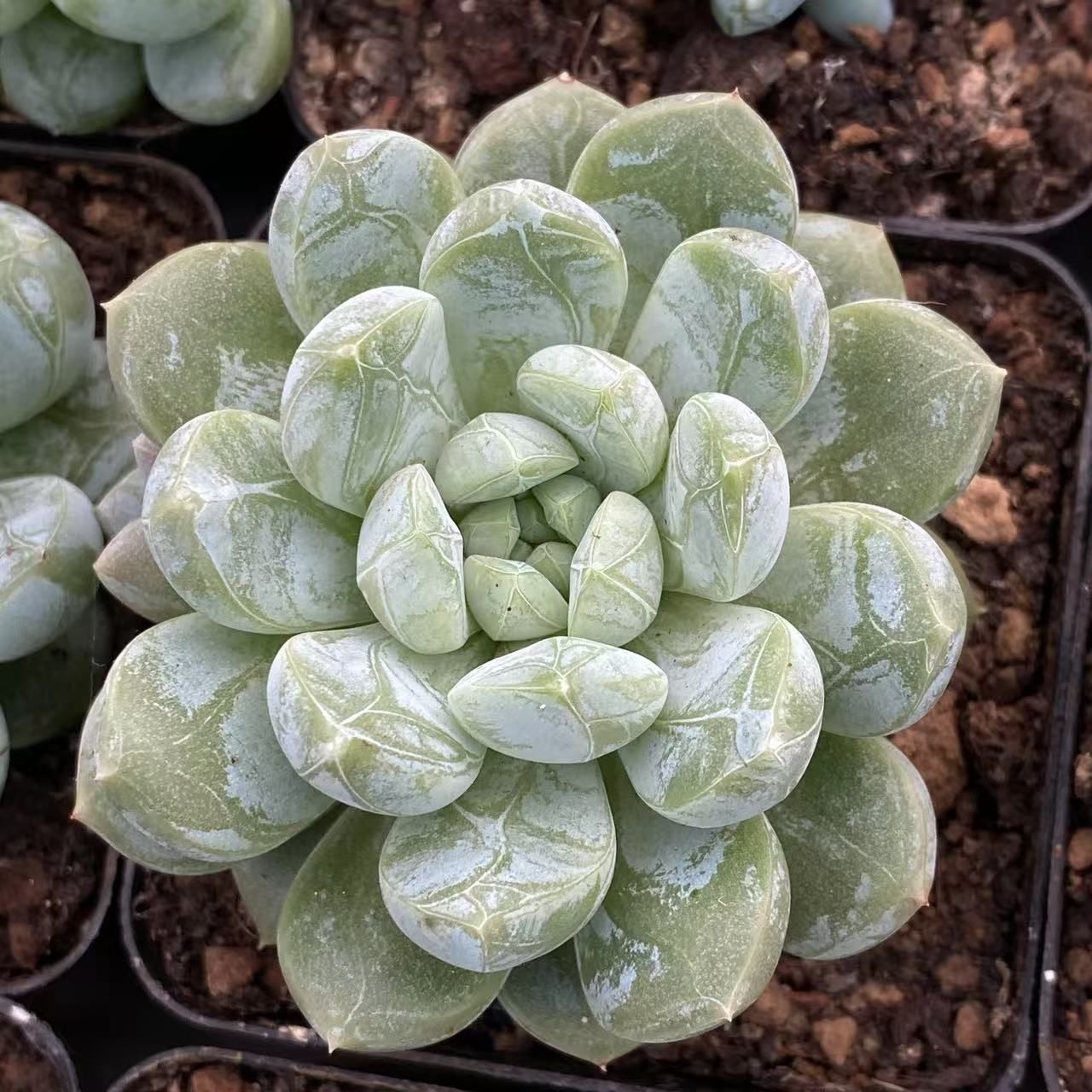 多肉植物　抜き苗　グリーンエメラルド 多肉植物 抜き苗 グリーンエメラルド グリーンエメラルド錦