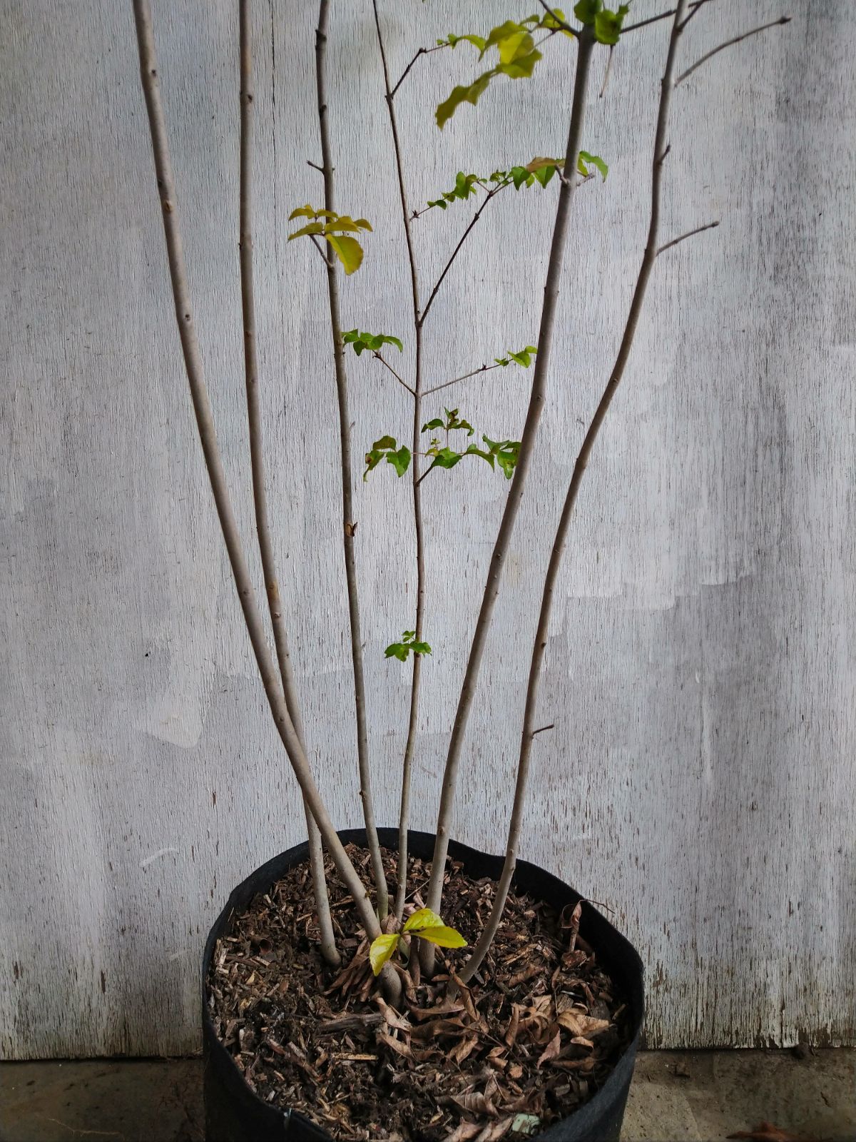 アオダモ株立ち㉝