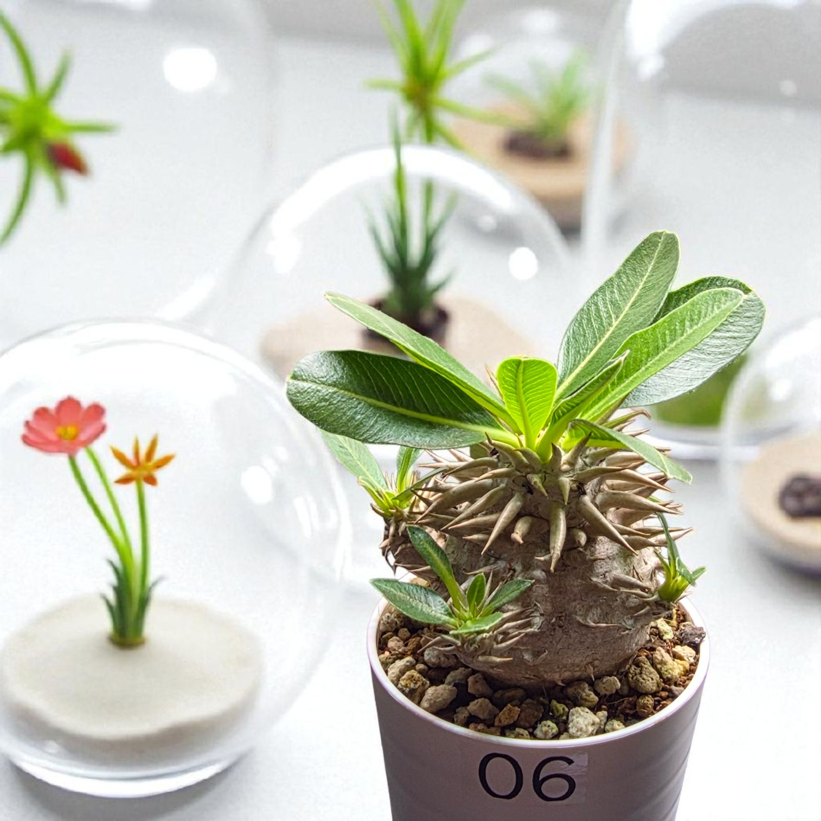 まん丸・美株】パキポディウム・エブレネウム (Pachypodium eburneum