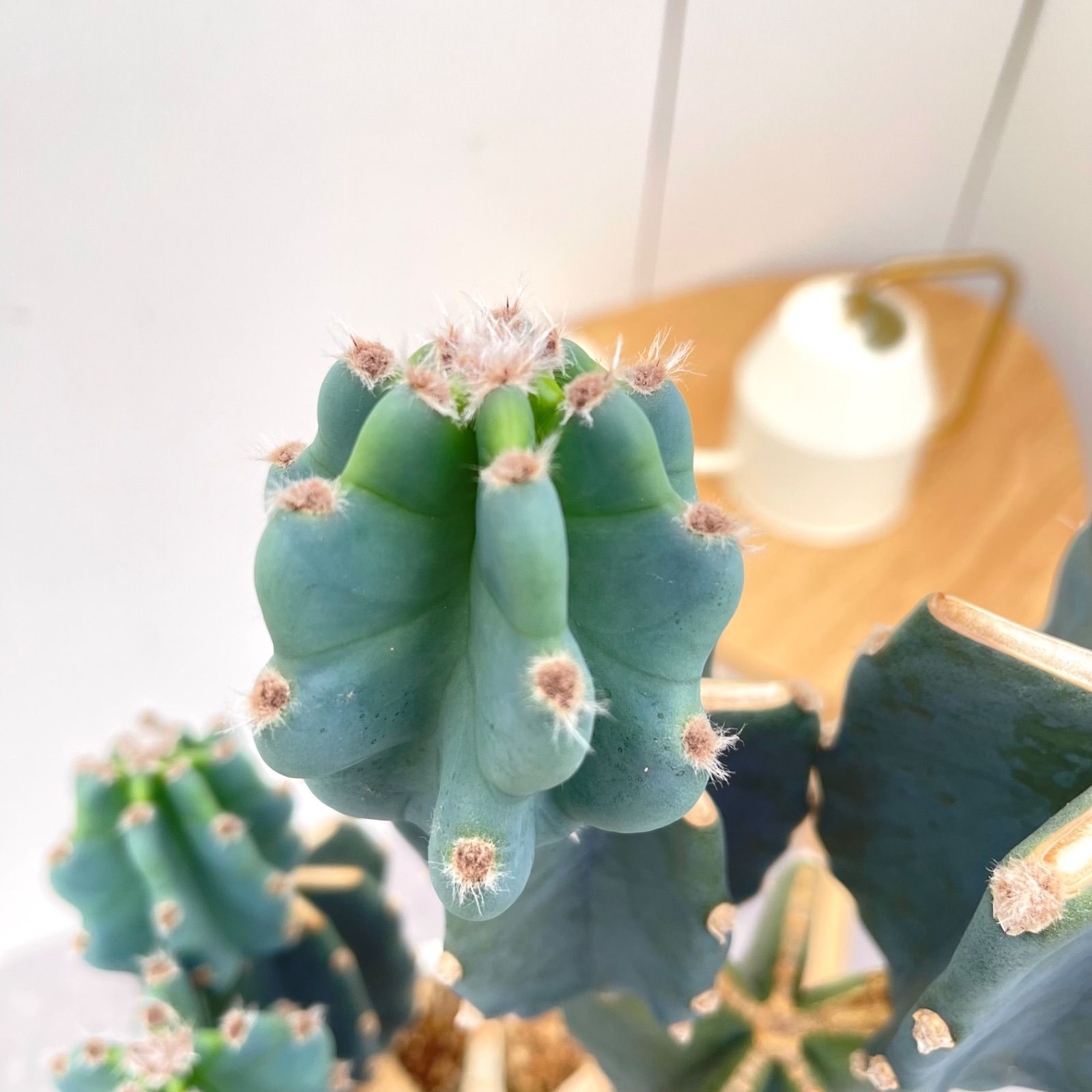 売約済※ 柱サボテン ブランチ 16【現品】観葉植物 ドライ