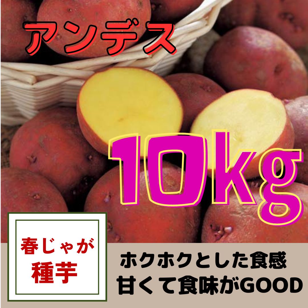 じゃがいも種芋 アンデスレッド 10キロ
