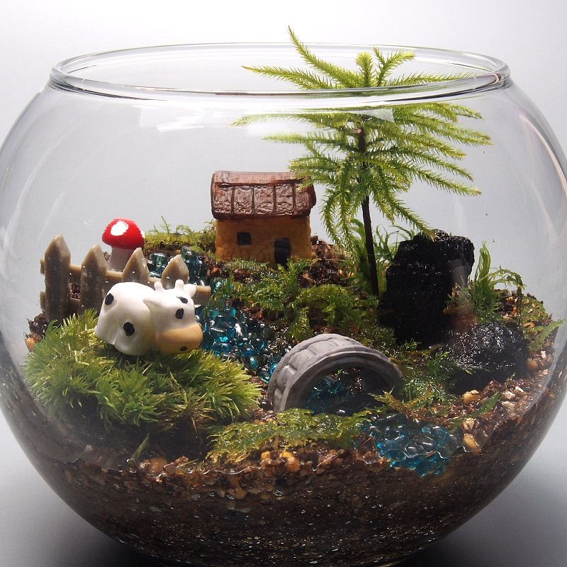 円高還元 新品 未使用 苔テラリウム 手作りキット一式 金魚鉢コウヤノマンネングサ 植物 観葉植物 Www Bergenvarmesenter No Www Bergenvarmesenter No