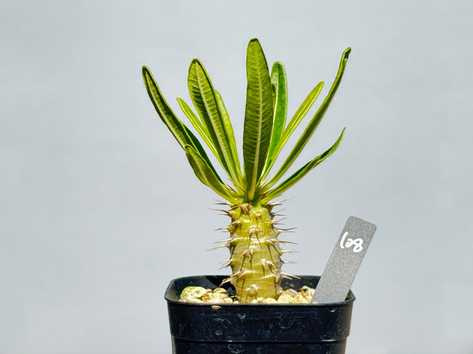 大特価!!!　特大　パキポディウム　アンボンゲンセ パキポディウム アンボンゲンセ 大特価！！！ 特大サイズ