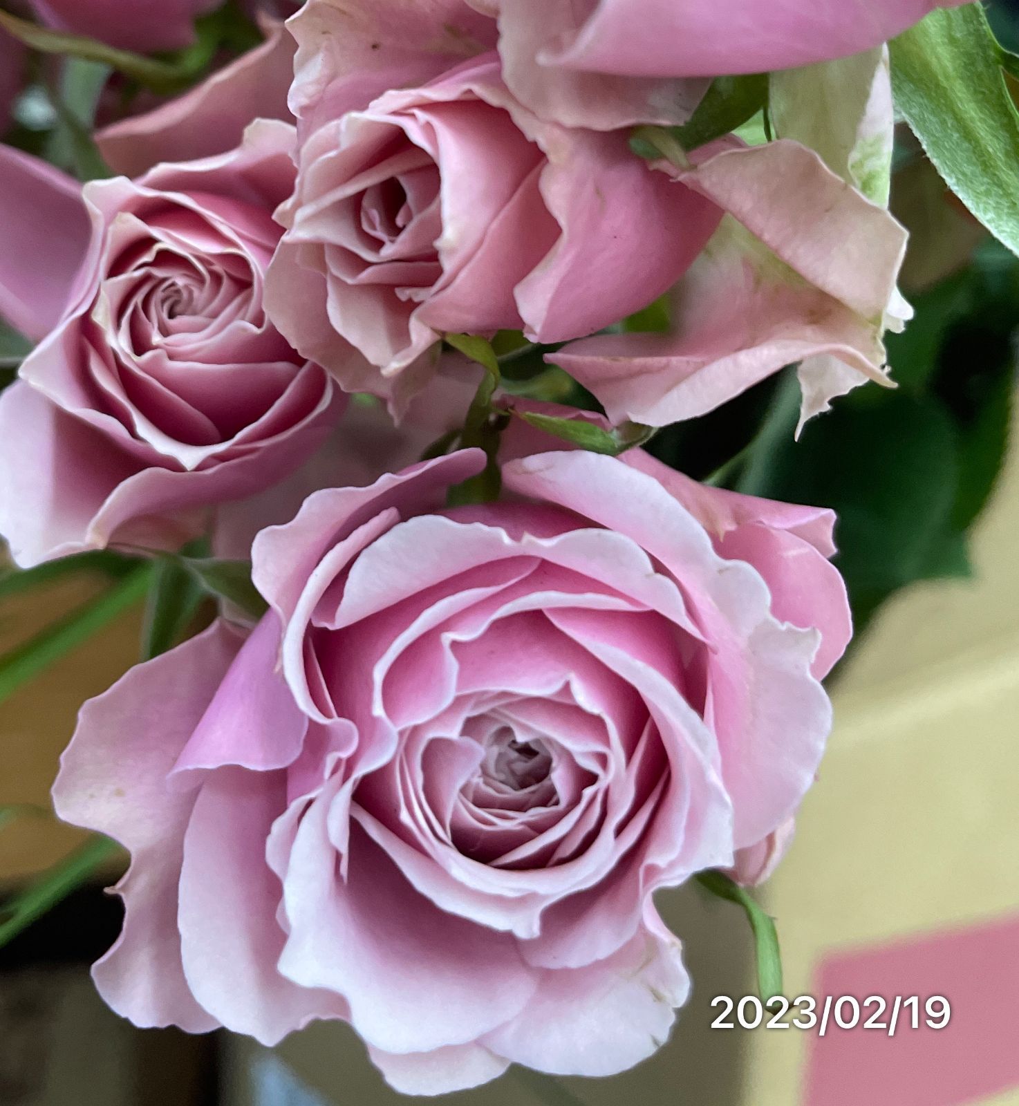 和バラ紫○☆し○○☆和バラ☆薔薇苗☆挿し木苗☆和バラ☆バラ☆薔薇 