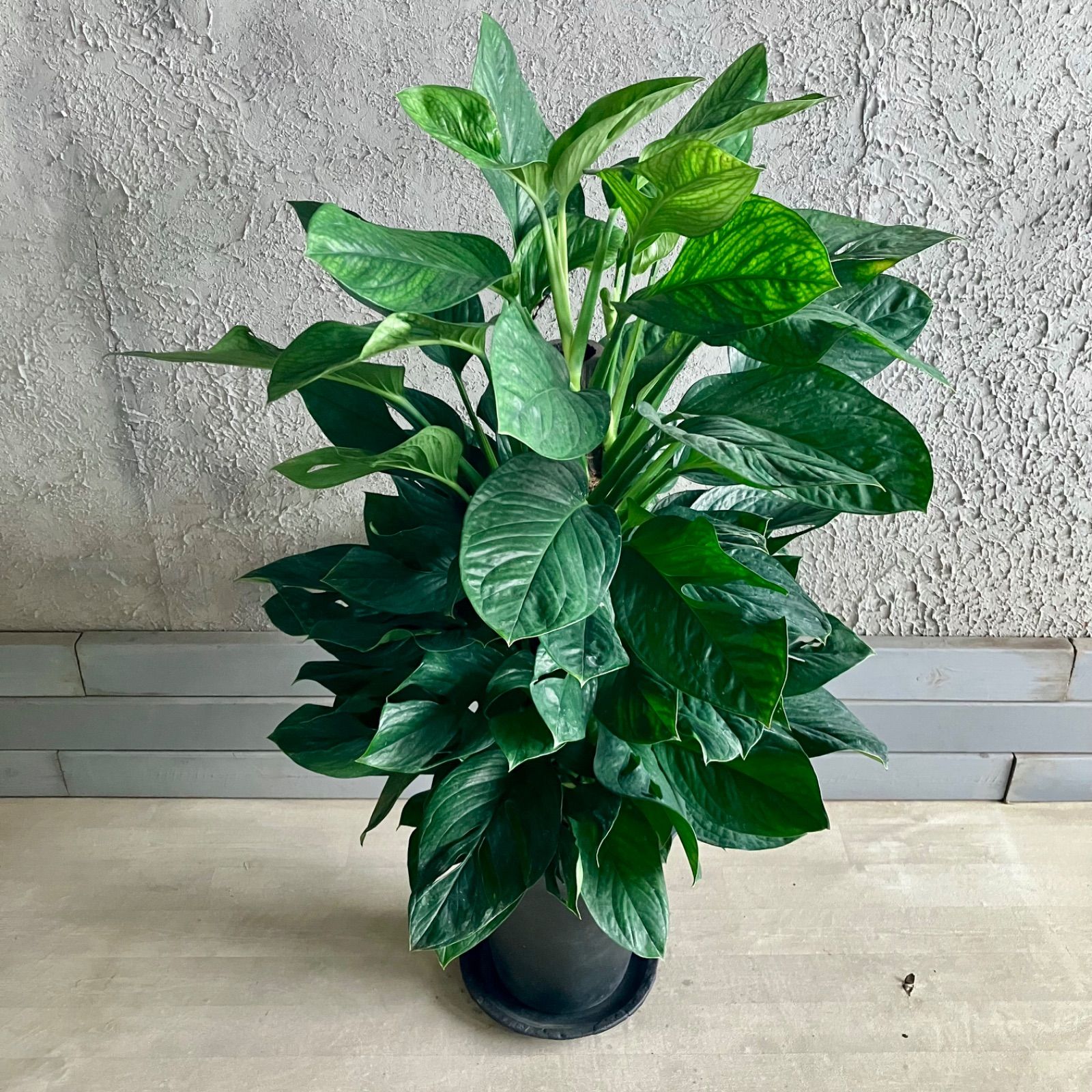 ジェイドウィング