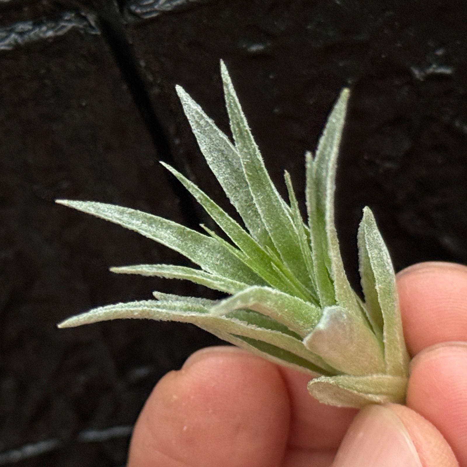 チランジア ロゼイフローラ Tillandsia roseiflora＊エアプランツ
