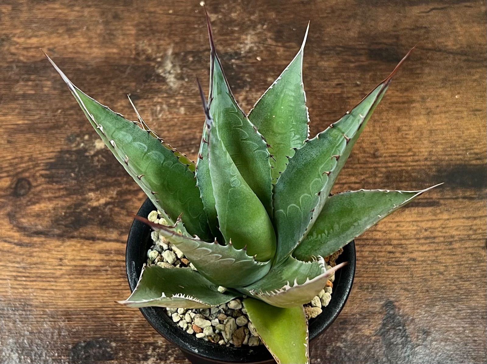アガベハイブリッド　シャウィー✖️パラサナ Agave/アガベ 'ShawParr' (Shawii x parrasana) シャウィー×パラサナ