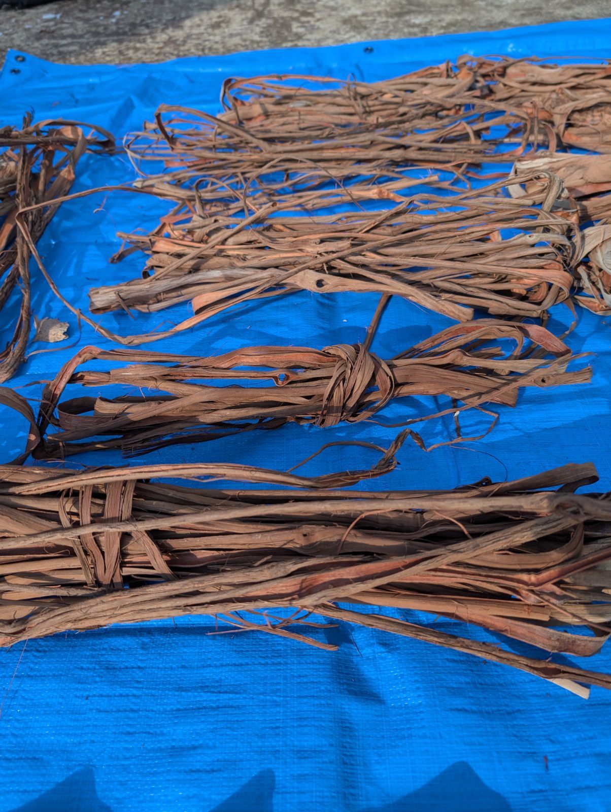 天然山葡萄の蔓2 採集状態で保存2.4キロ令和2年産