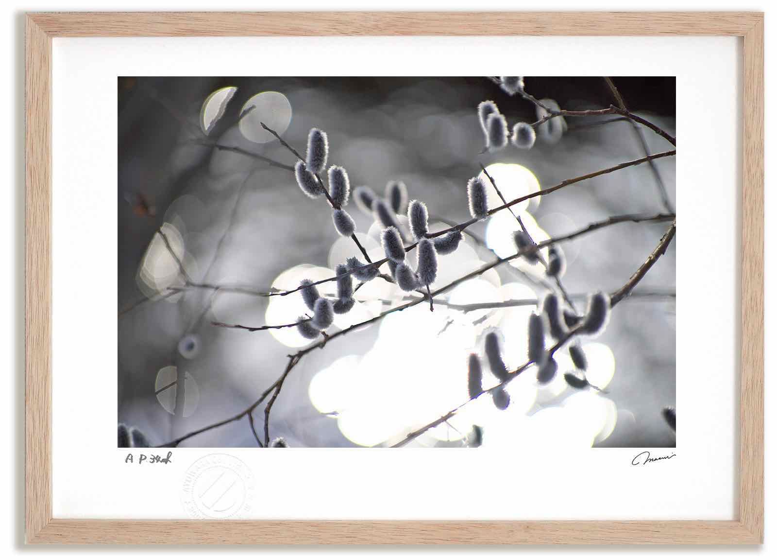 アートフォト 絵画 ねこやなぎ15 高橋真澄/インテリア 額入り 額装込