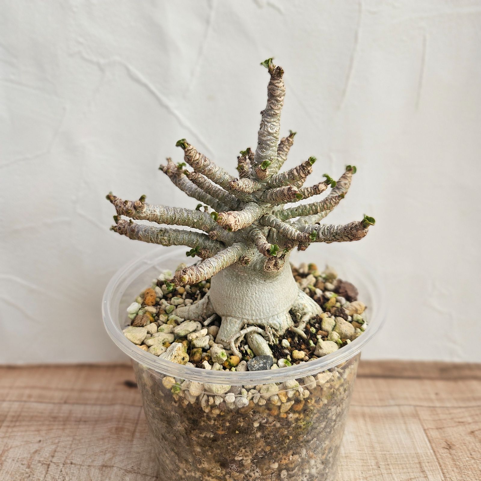 アデニウム アラビカム 獅子葉 獅子葉/ドワーフ /アデニウム】Dorset