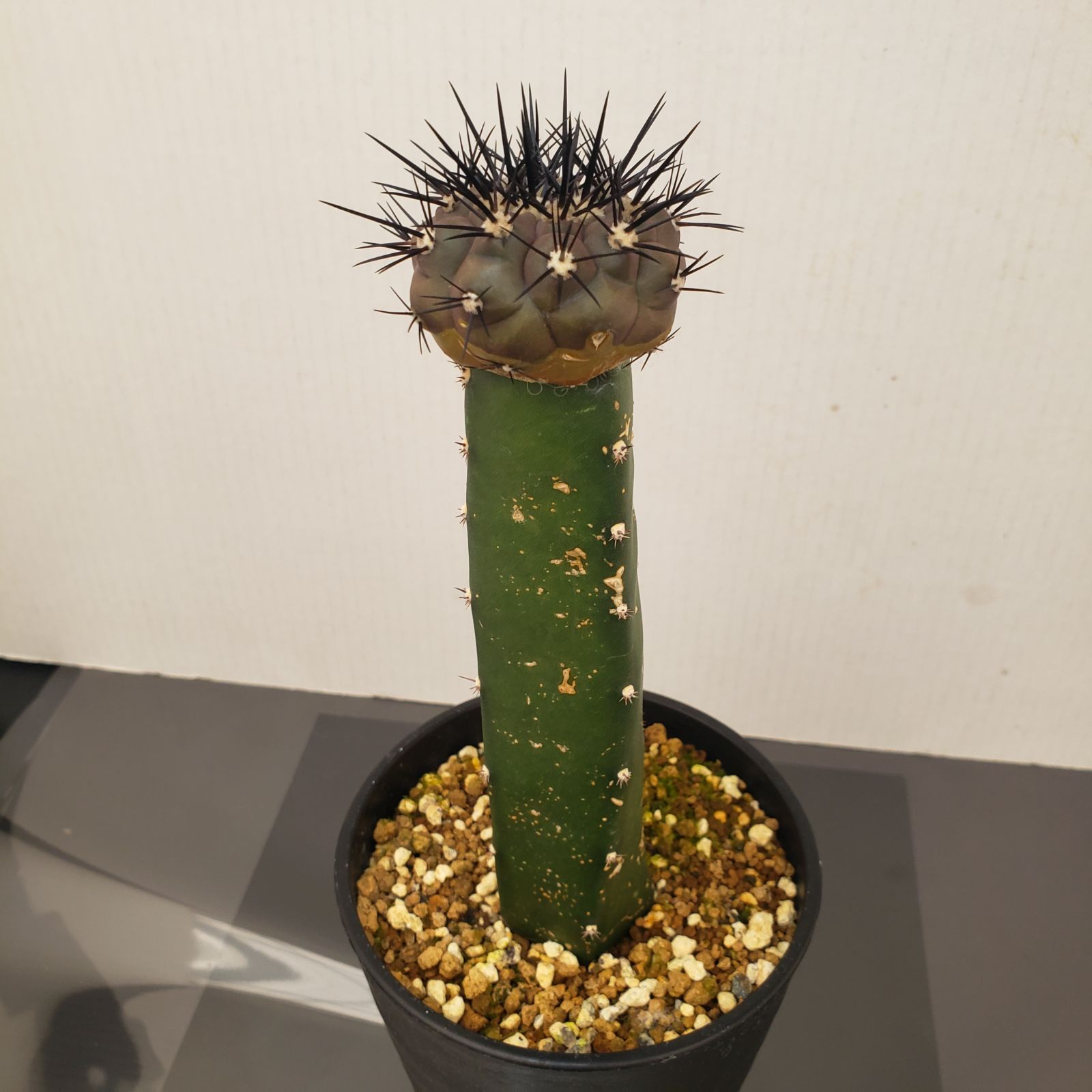 P349【自社養生株】コピアポア シネレア 黒王丸（接ぎ木・発根株