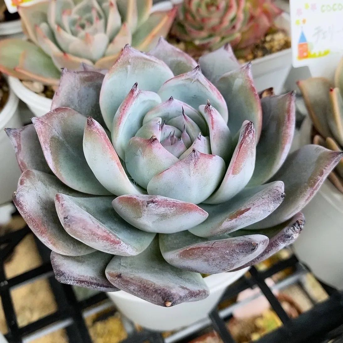 ブラックサバス 多肉植物 韓国苗 特大❣ - メルカリ ブラックサバス 多肉植物 韓国苗 特大❣ - メルカリ
