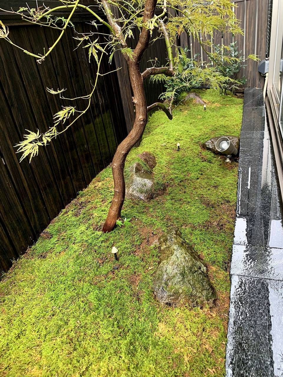 たっぷり苔セット