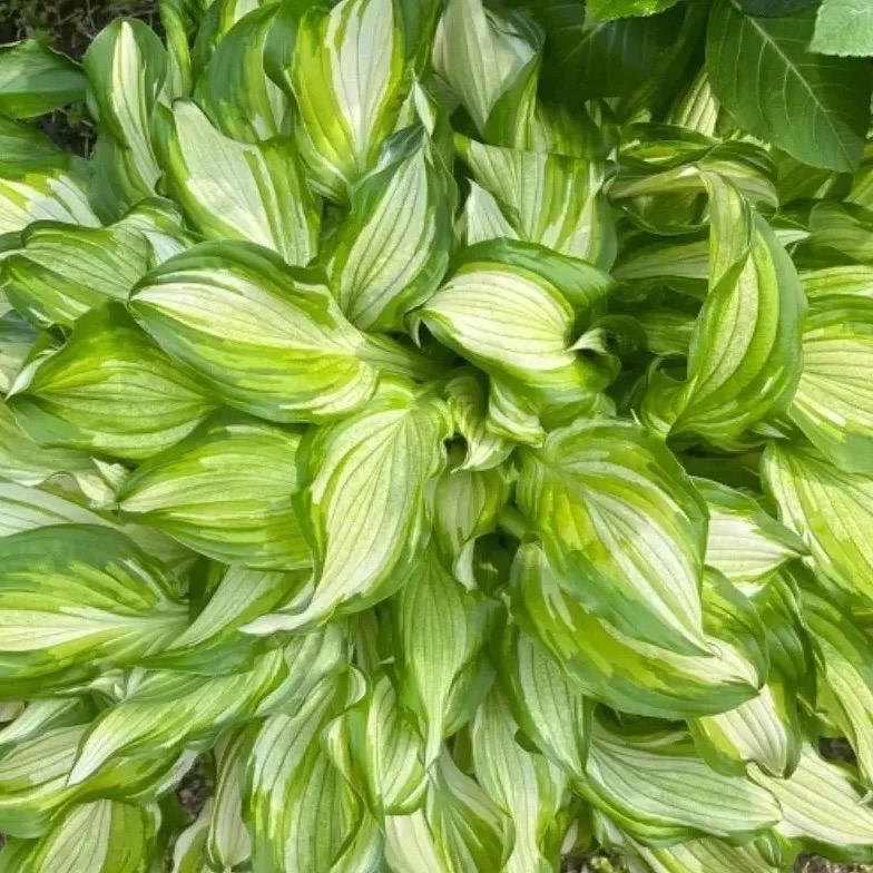 ギボウシ ホスタ 斑入り 抜き苗 芽5個 - メルカリ