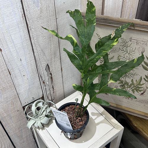 ぐんぐん玉 × ビーシュリンプ飼育用（磁性かんらん岩ボールメダカや金魚にも最適 ぐんぐん玉 × ビーシュリンプ飼育用（磁性かんらん岩ボールメダカや