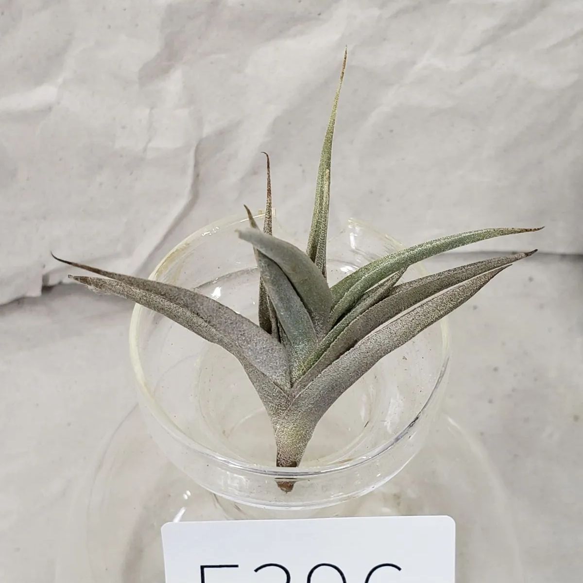 E396【新着】tillandsia gilliesii polysticha 抜き苗【エアプランツ】チランジア - シン・さぼさぼファーム ...