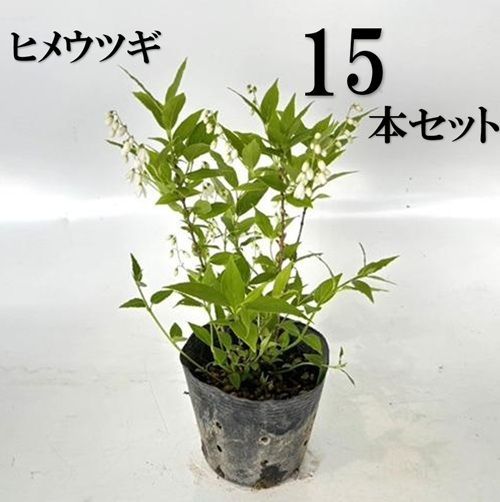 15本セット ヒメウツギ樹高0.3m前後12cmポット