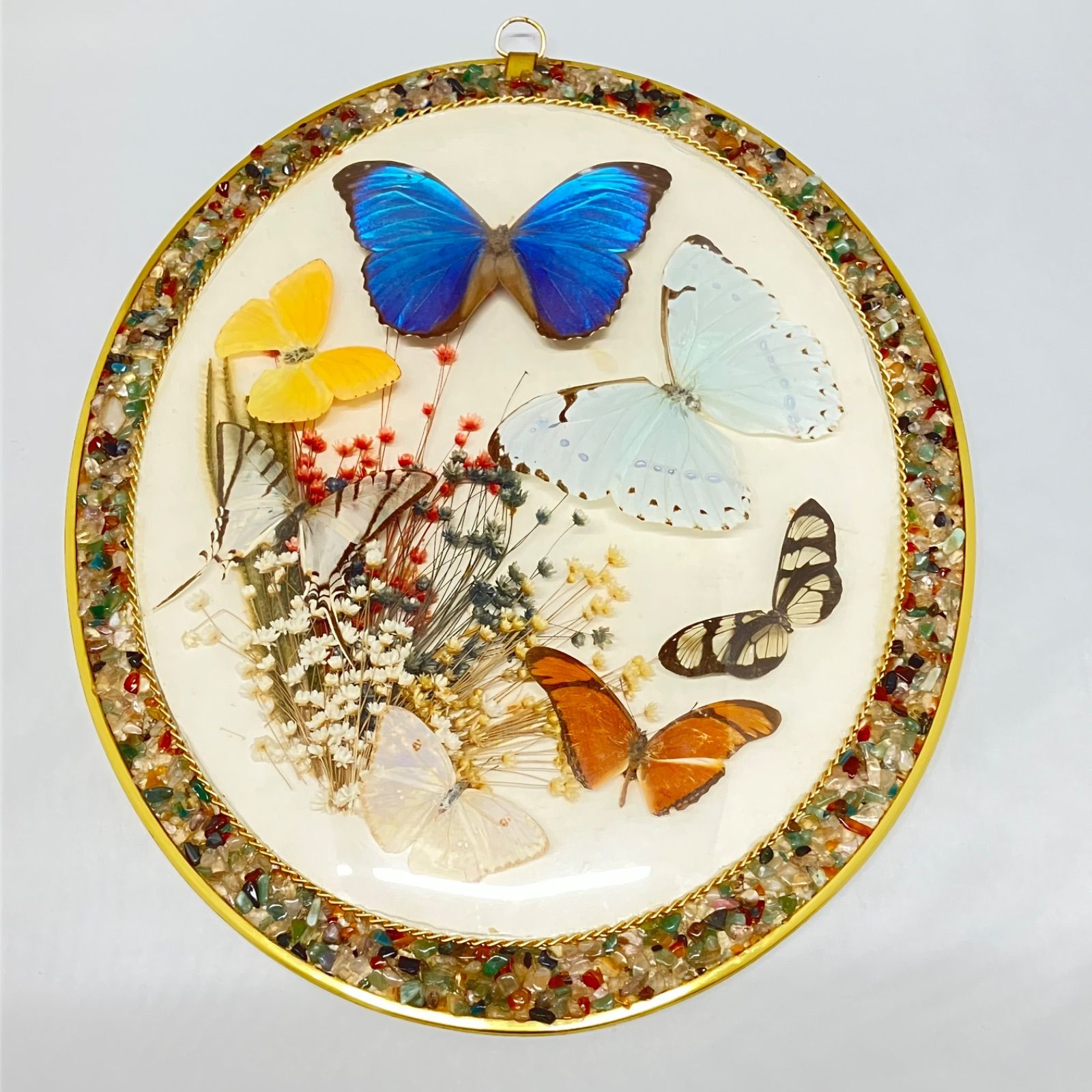 モルフォ蝶 額入り 蝶画○モルフォ蝶 標本額入り モルフォ蝶 標本 モルフォ