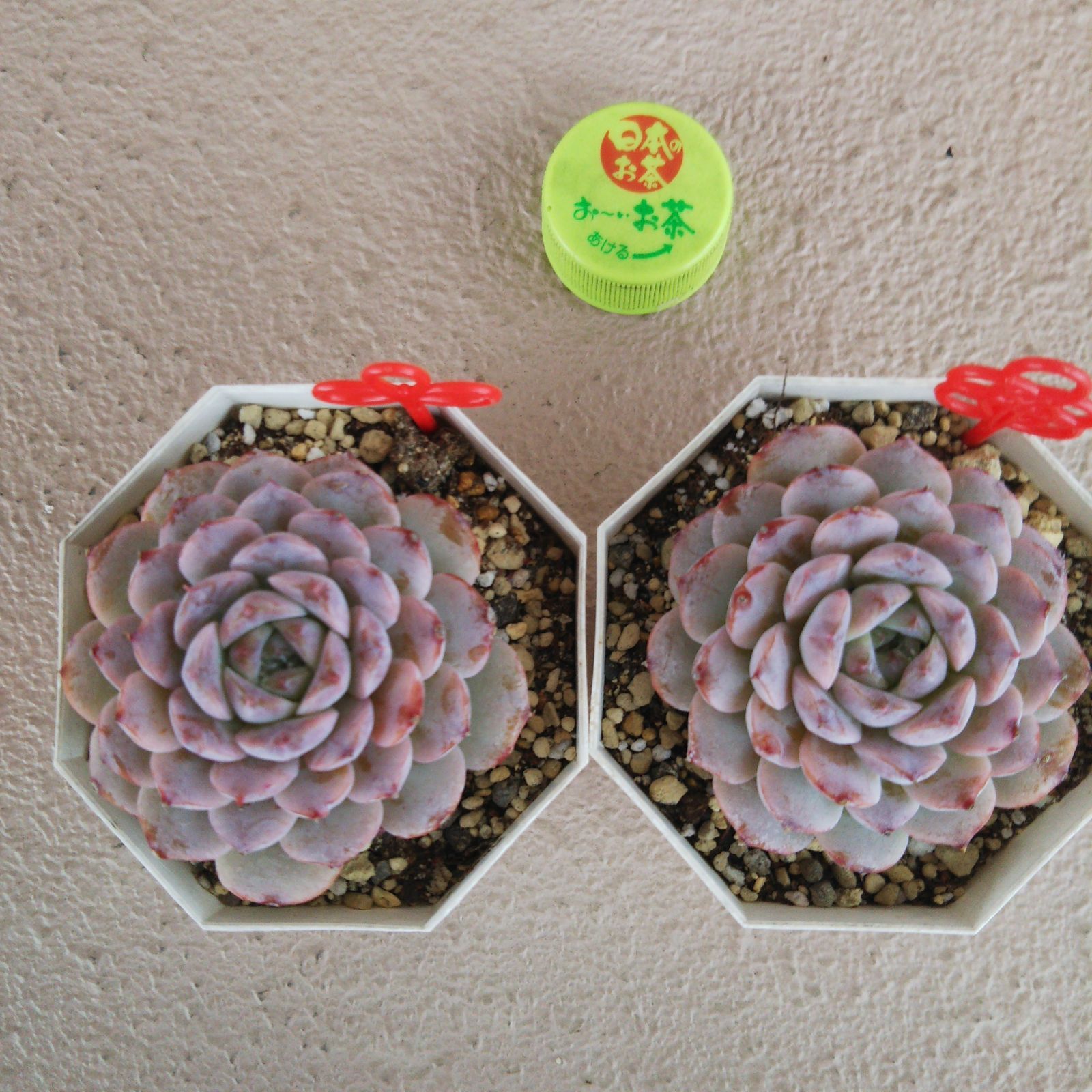 ポットごと! ☺️ 多肉植物 ❤️紅葉が素敵な!アメイジング ポットごと! ☺️ 多肉植物 ❤️紅葉が素敵な!アメイジング