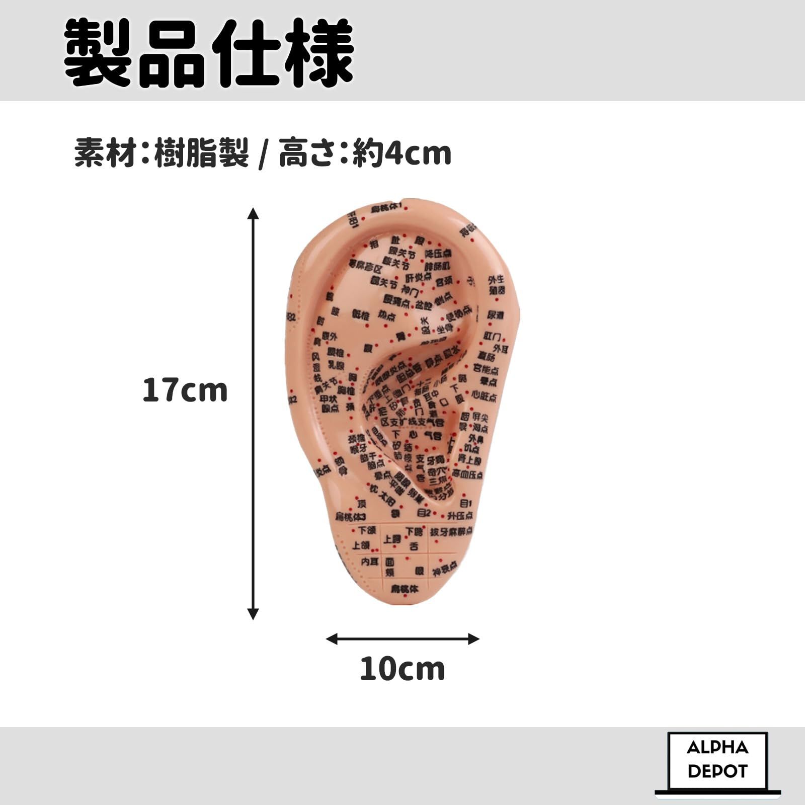 Alpha Depot 耳ツボ 模型 17cm 樹脂製 人体模型 耳マッサージ 練習用 