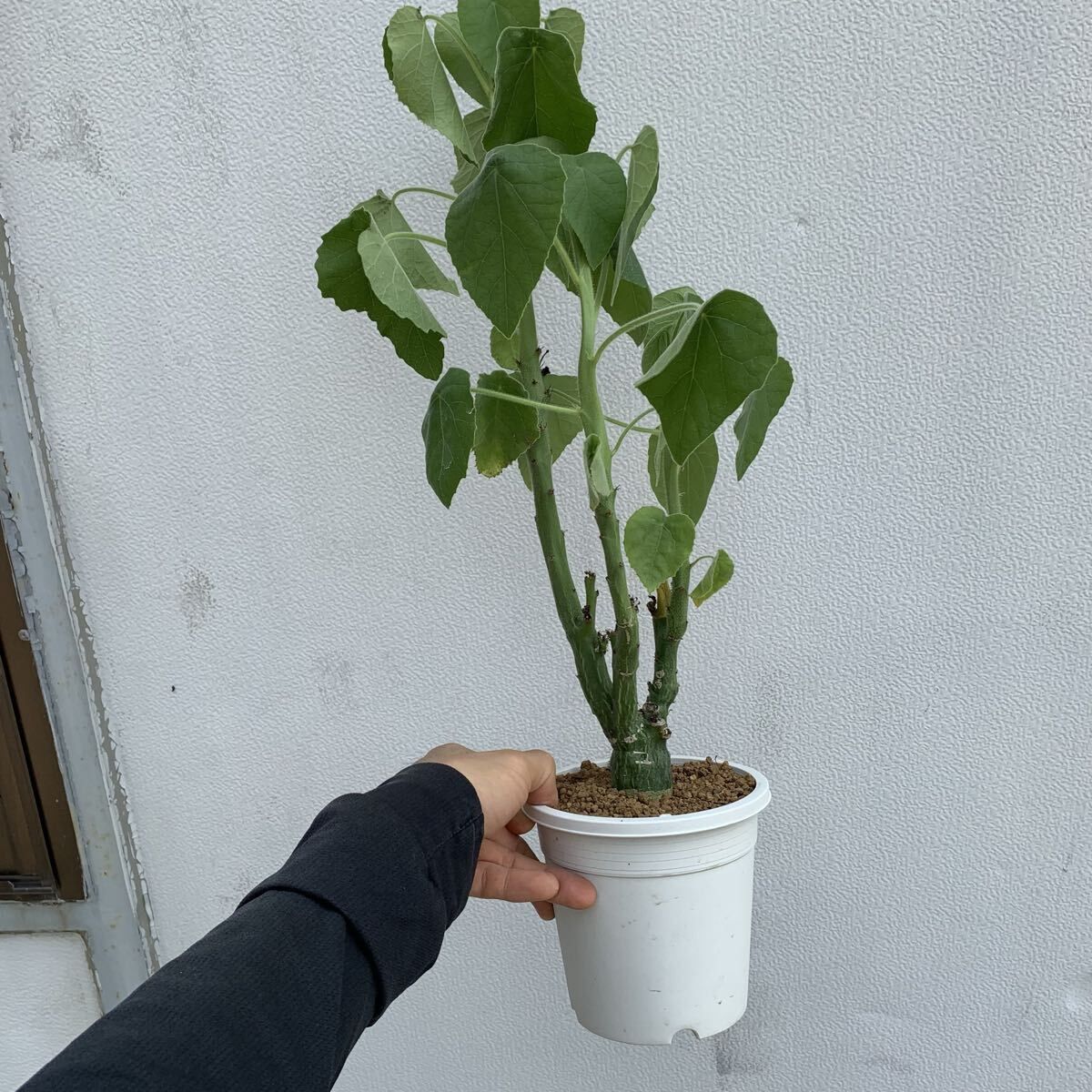 アデニア ケラマンサス（Adenia keramanthus ) 1 コーデックス caudex