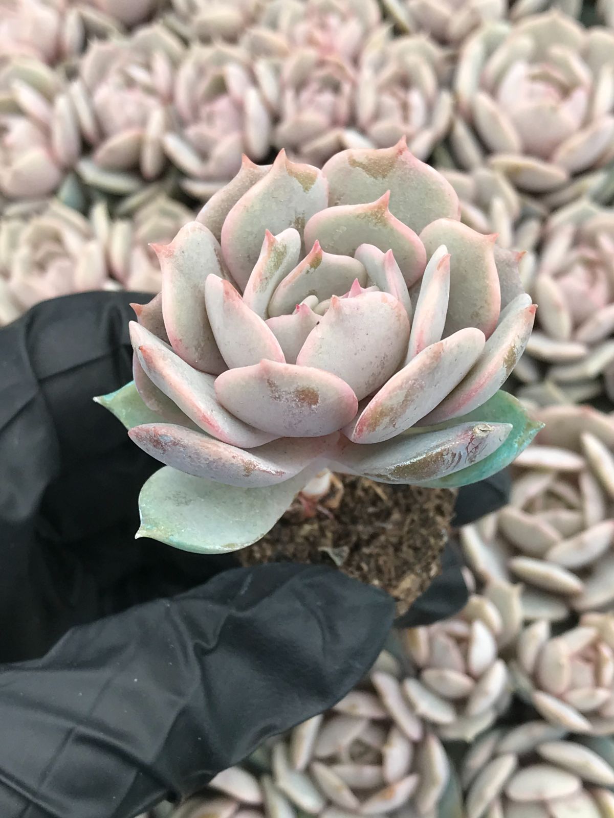 K 様専用 アオモジ山採り苗(小さめ) 【公式通販】