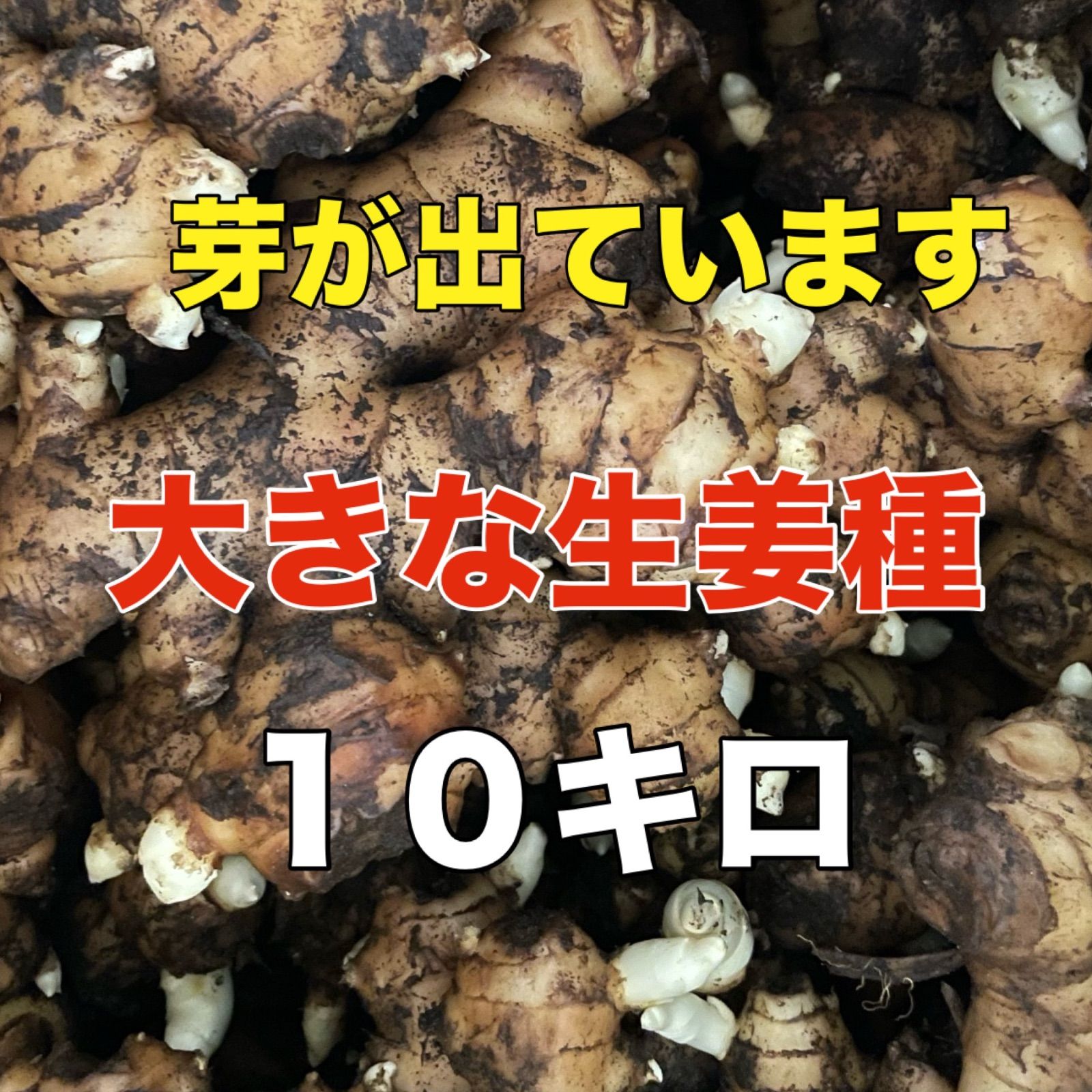 大きな生姜種‼️芽が出ています‼️10キロ