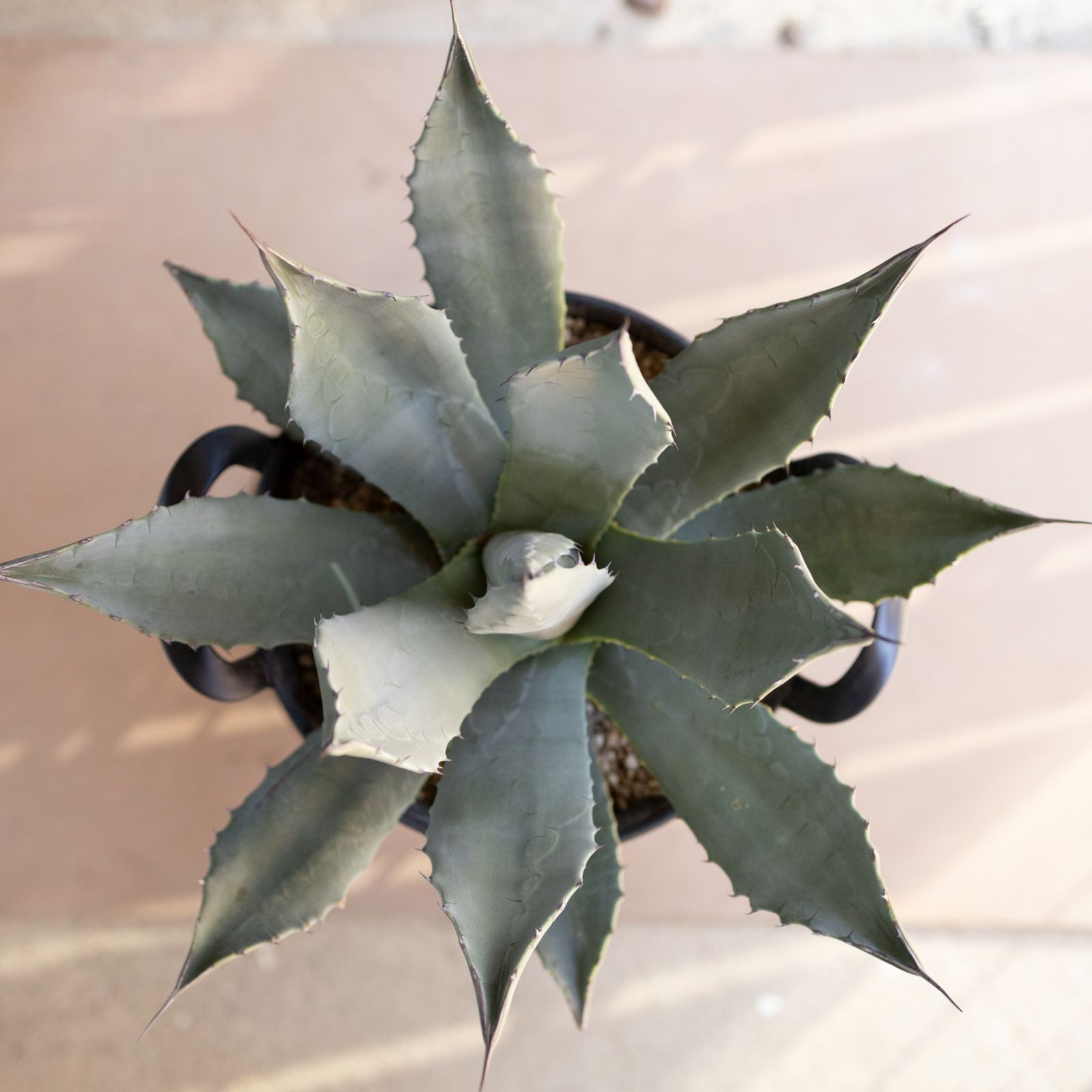黒棘 アガベ パリー 吉祥天 Agave parryi リュウゼツラン ドライ 黒棘 アガベ パリー 吉祥天 Agave parryi リュウゼツラン ドライ