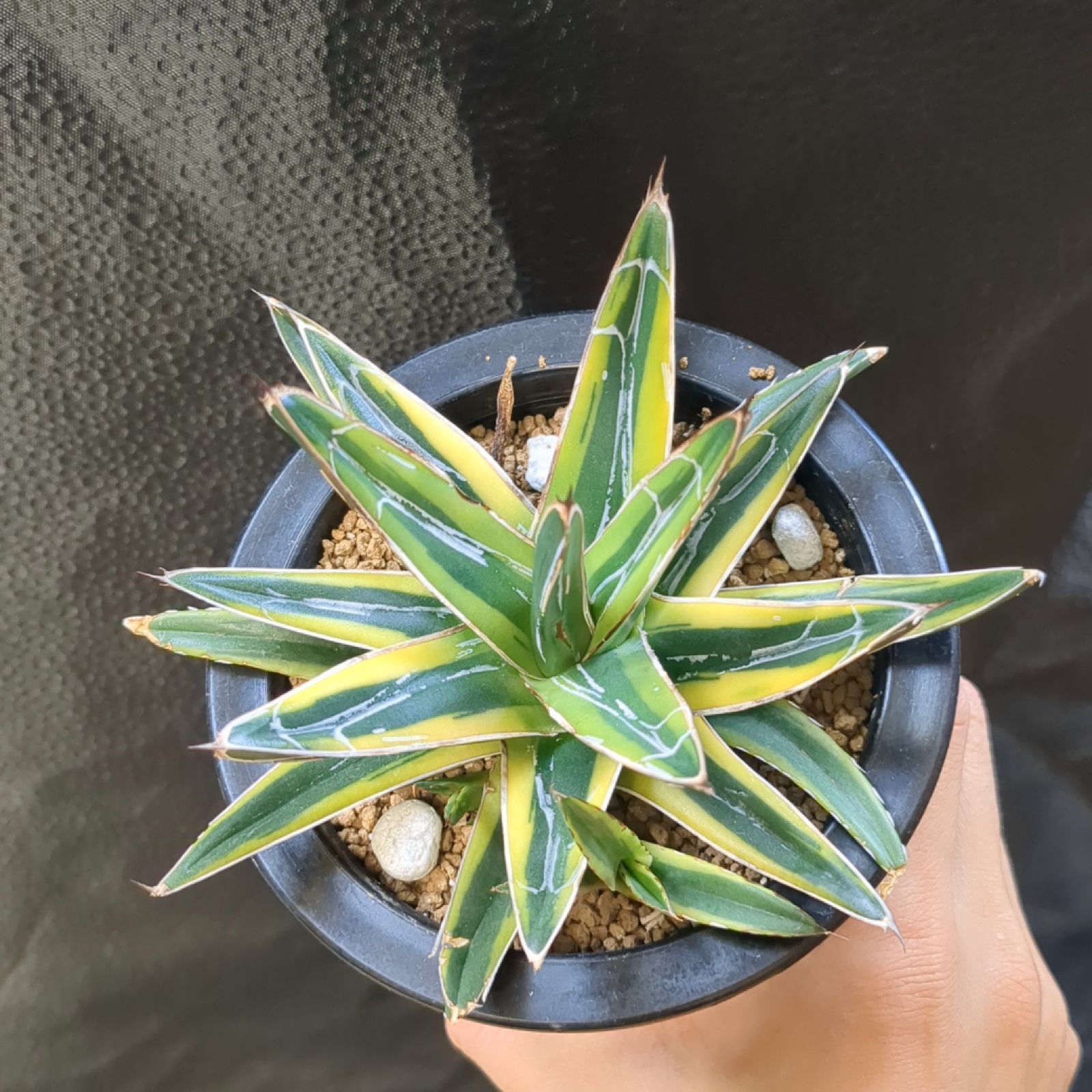 アガベ 笹の雪黄覆輪斑｜まりけん アガベ 姫笹の雪 黄