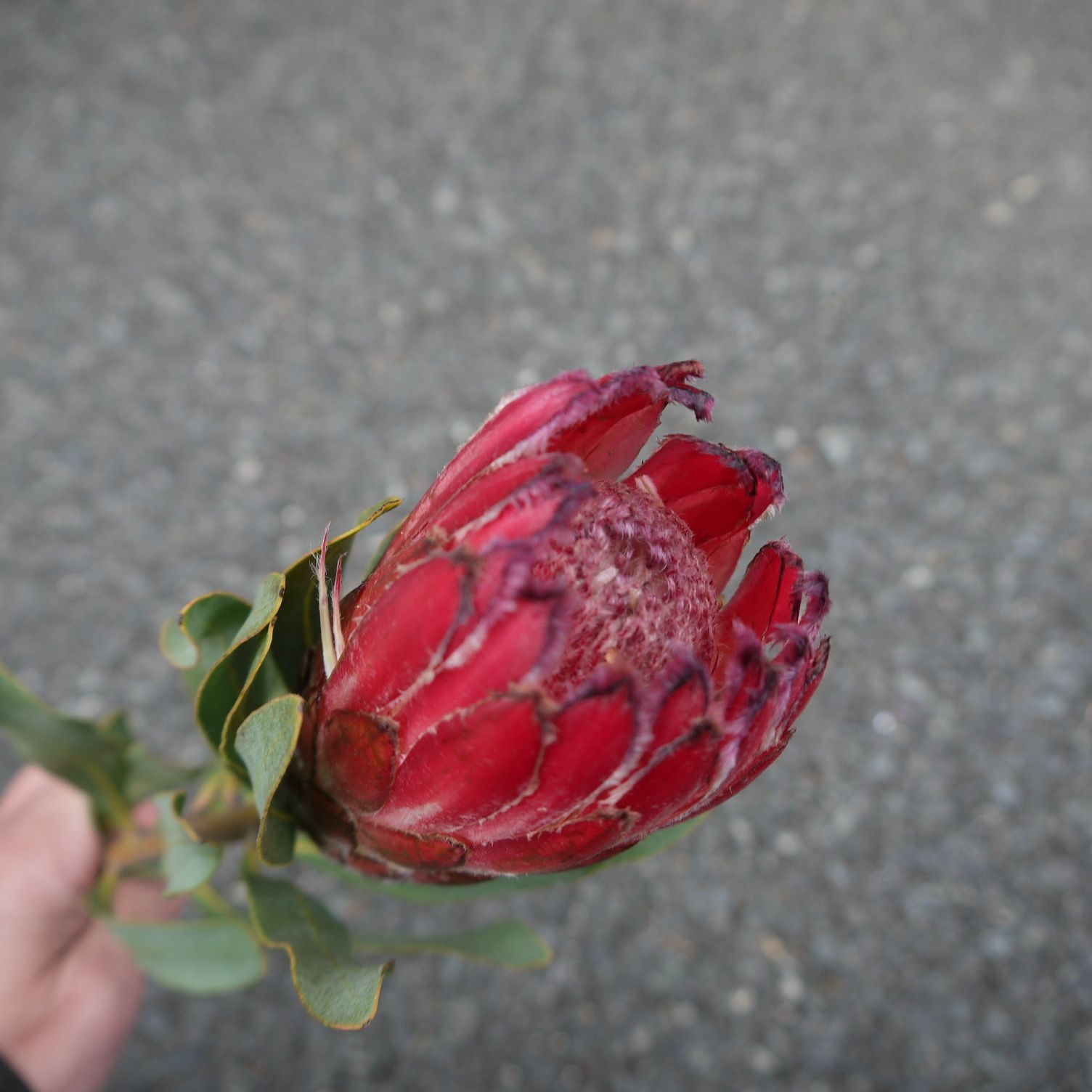 ⭐️プロテア⭐️ レッドミンク 5本 宅急便送料込み ドライ スワッグ