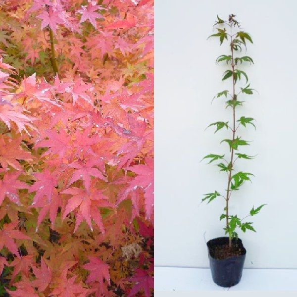 イロハモミジ 苗木　紅葉 楽天市場】紅葉自宅のお縄に紅葉といえばイロハモミジ苗もみじ