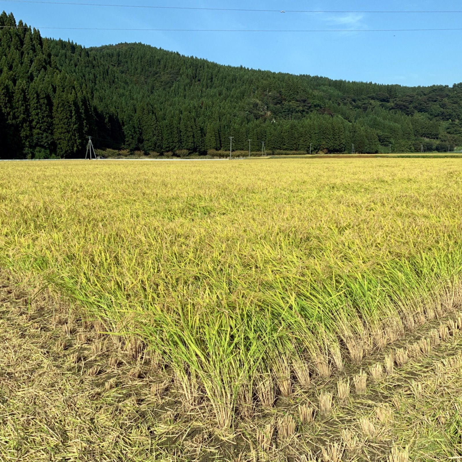 秋田県産 令和4年産 新米あきたこまち１０kg 特別栽培米 有機米 無洗米